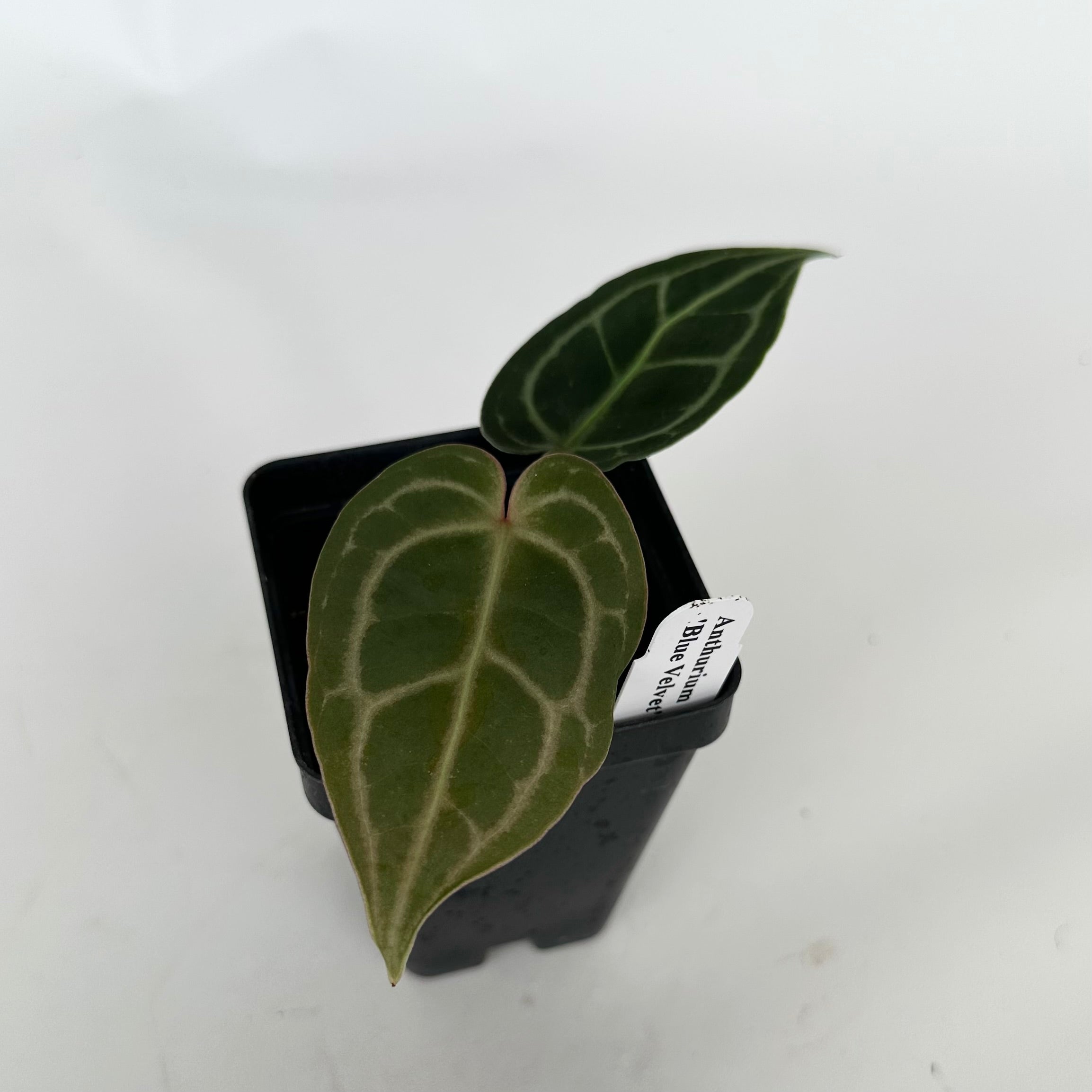 blue anthurium Anthurium 'Blue Velvet' x self