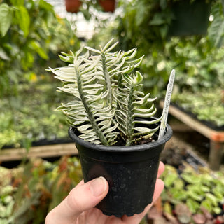 Euphorbia tithymaloides ‘Nana Variegated’