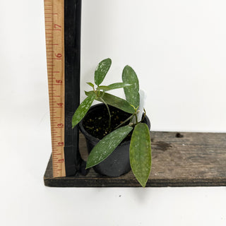 Hoya sungwookii [#1740]