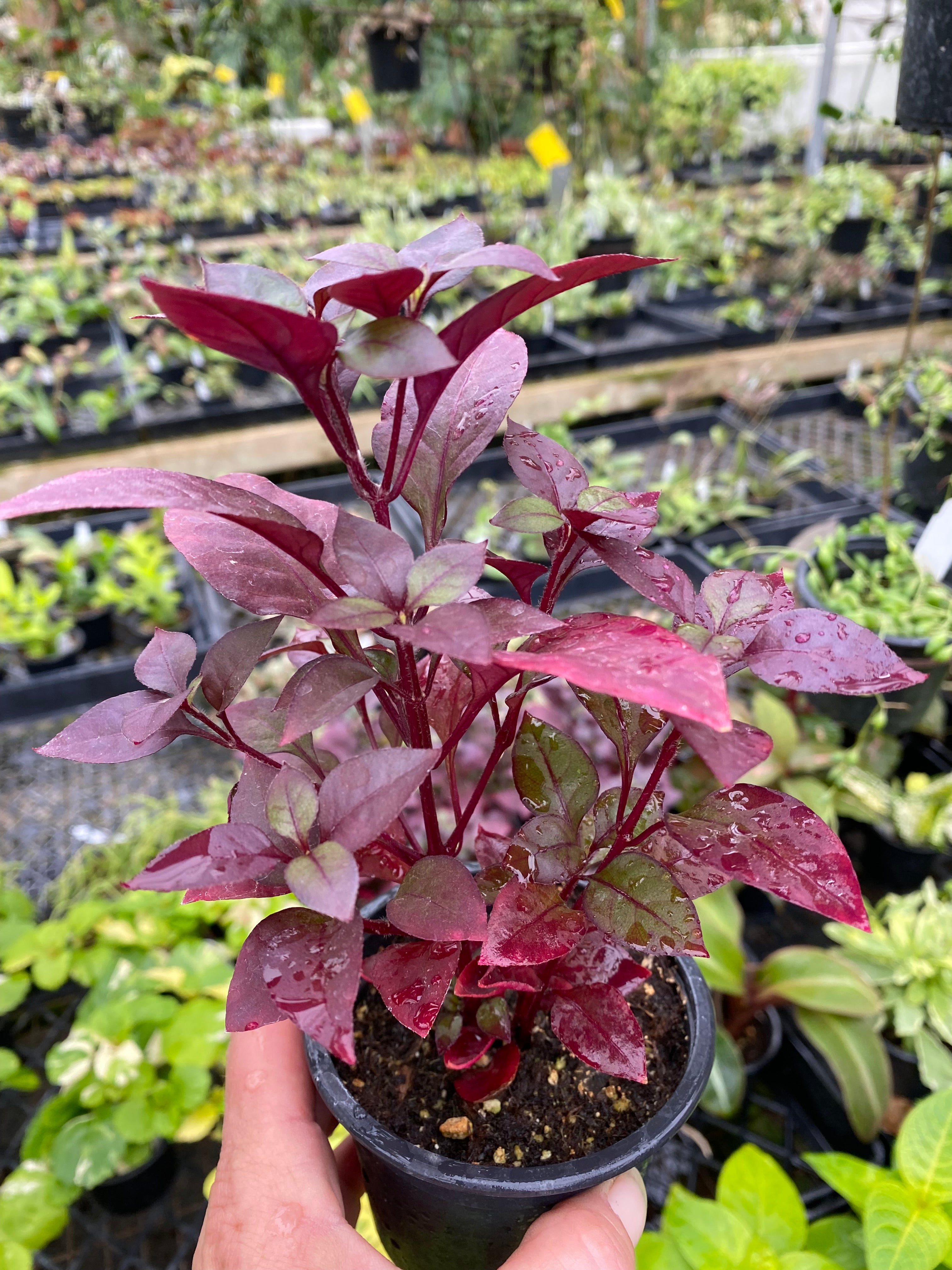 little ruby plant indoor Alternanthera 'Little Ruby'