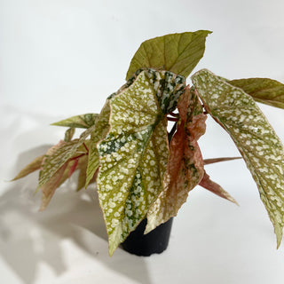 Begonia 'Snow Capped' (Variegated) [#1883]