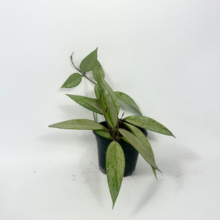 Hoya 'Snow Cui' (silver) [#1967]