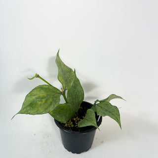 Hoya polyneura (Broget) [#2428]