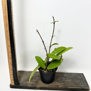 Hoya revolubilis [#1678]