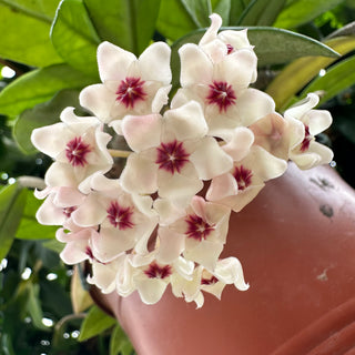 Hoya carnosa 'Wilbur Graves' "China"