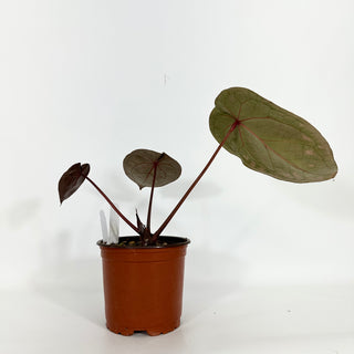 Anthurium 'Zara'/'Michele' x 'Doc Block Lineage' [#1346]