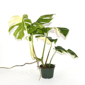 Monstera deliciosa var. borsigiana albo-variegata [#523]