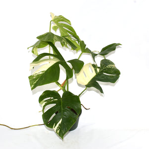 Monstera deliciosa var. borsigiana albo-variegata [#523]