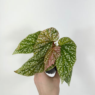 Begonia 'Snow Capped' (Variegated) [#2107]