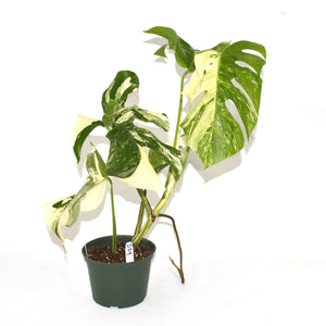 Monstera deliciosa var. borsigiana albo-variegata [#524]