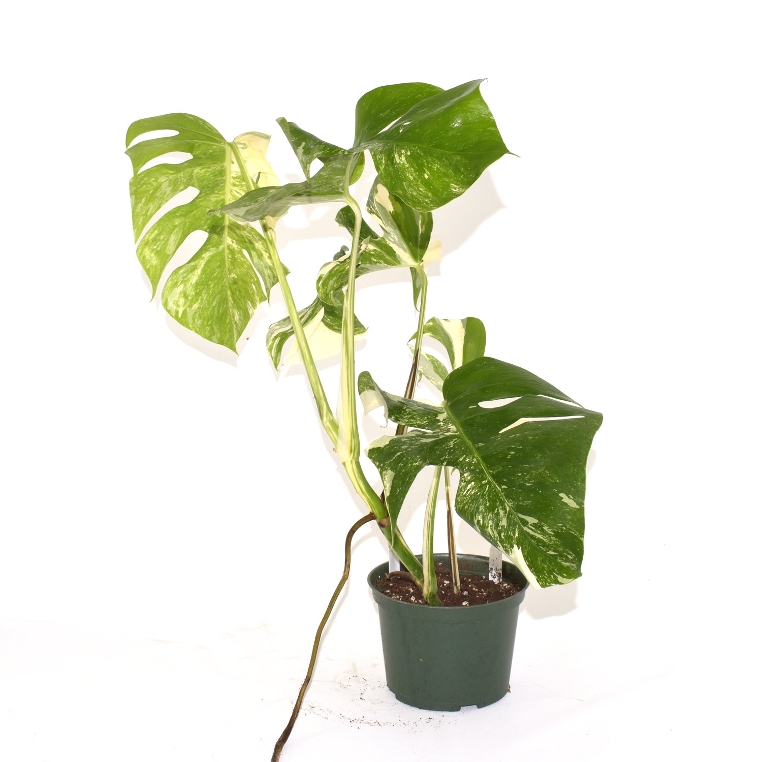 Monstera deliciosa var. borsigiana albo-variegata [#524]