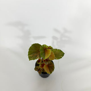 Z-4545 - Begonia cucullata (variegated)