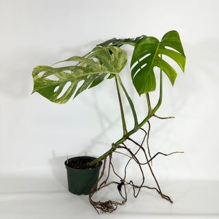 Monstera deliciosa 'Marmorata' [#1208]