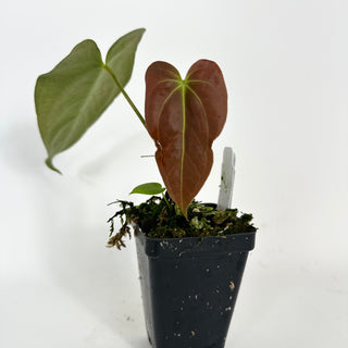 Anthurium indo portillae x papillilaminum SL #1 [#2082]