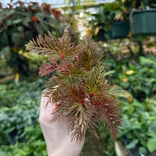 Begonia bipinnatifida