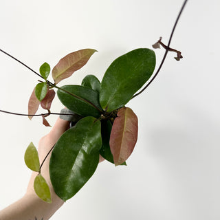 Hoya sp. Papua Skow [#1771]