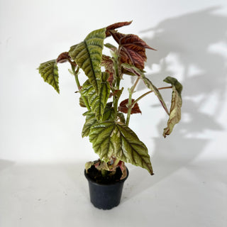 Begonia metallica variegata [#2056]