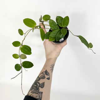 Hoya vangviengiensis [#2223]