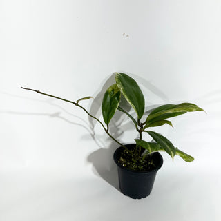 Hoya incrassata 'Eclipse' [#1742]