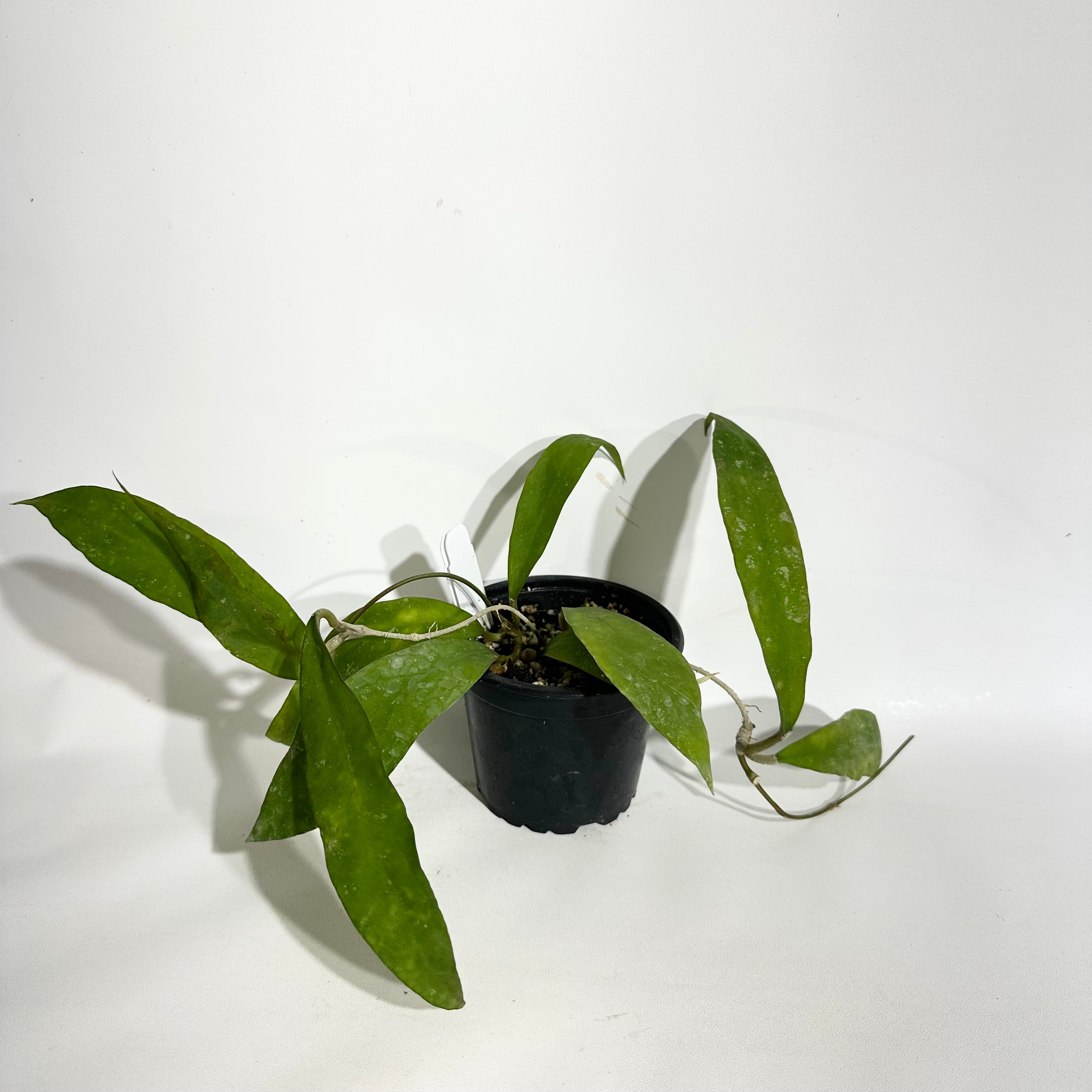 Z-5074 - Hoya uncinata **NEW** – Steve's Leaves