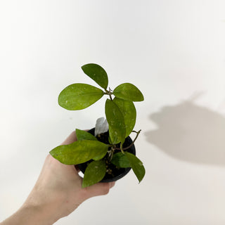 Hoya elmeri (splash) [#2184]