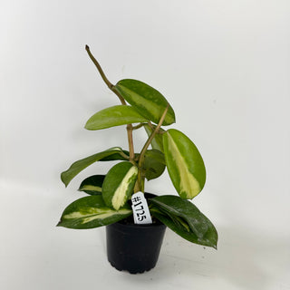 Hoya diversifolia (inner variegated) [#1725]