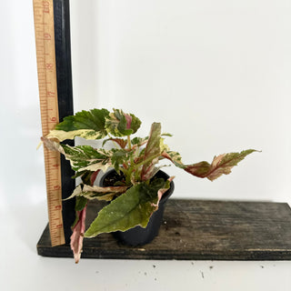 Begonia 'Ginny Galaxy' [#2111]