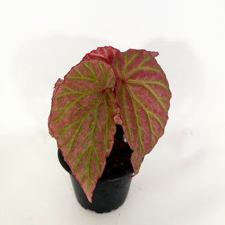 Z-4753 - Begonia "Crazy Pink" **NEW Release**