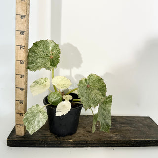 Z-5306 - Begonia conchifolia var. rubrimacula variegata