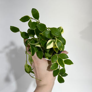 Hoya heuschkeliana albo-marginata [#1952]
