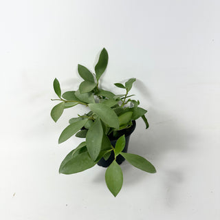 Hoya nummularioides (silver)