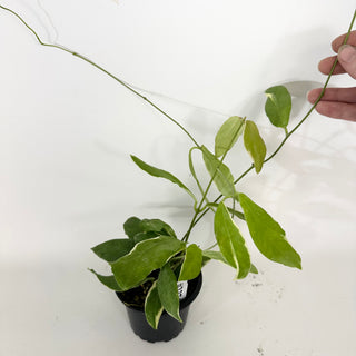 Hoya pimenteliana (outer variegated) [#2374]