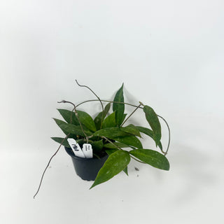 Hoya ruthiae [#1960]