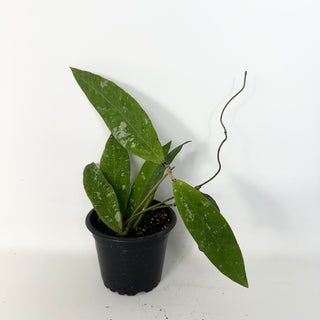 Hoya kaikoeana [#2288]