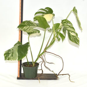 Monstera deliciosa var. borsigiana albo-variegata [#534]