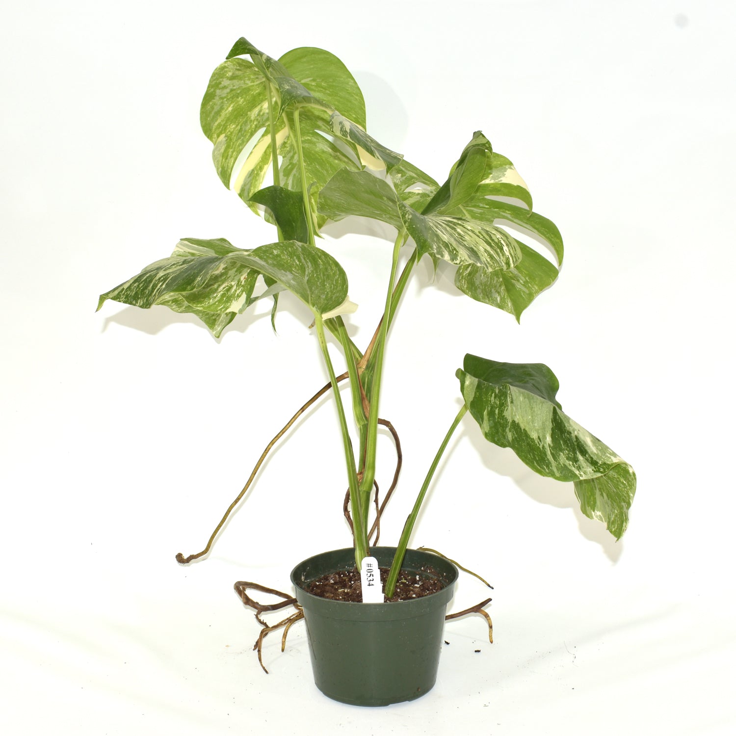 Monstera deliciosa var. borsigiana albo-variegata [#534]