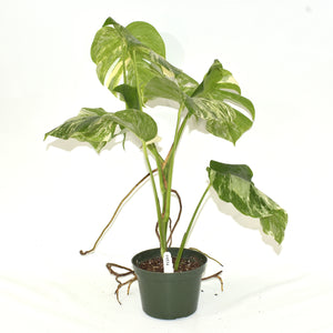 Monstera deliciosa var. borsigiana albo-variegata [#534]