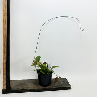 Hoya chloroleuca [#1630]