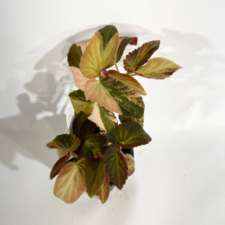 Begonia ‘Withlacoochee’ (Variegated) [#1734]