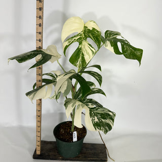Monstera deliciosa var. borsigiana albo-variegata [#1635]