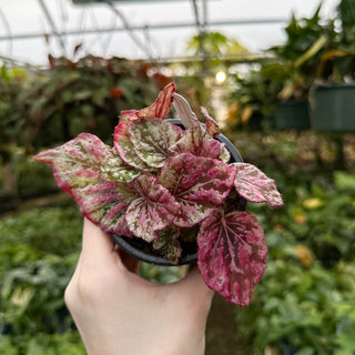 Begonia 'Venetian Red'