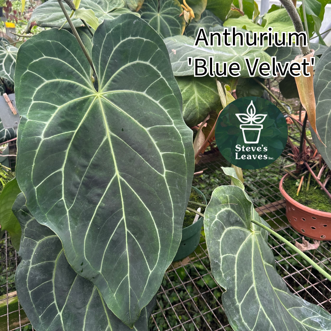 anthurium clarinervium seeds for sale Anthurium 'Blue Velvet' x self