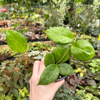 Hoya nervosa