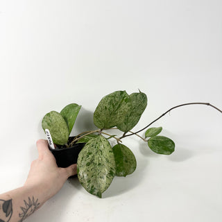 Hoya 'Michele' (Splash) [#1896]