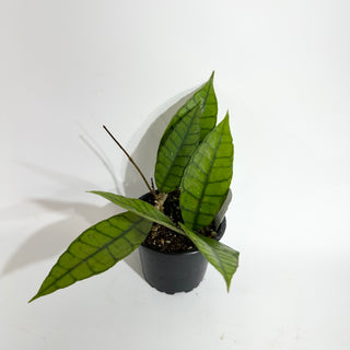 Hoya callistophylla (Long Leaf)