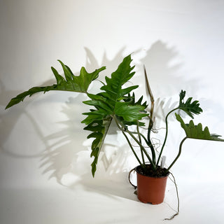 Philodendron 'Henderson's Delight' (Non-TC) [#1921]