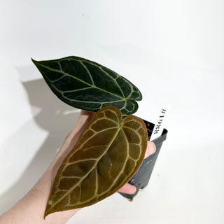 Anthurium 'Prince of Darkness' x carlablackiae [#1988]