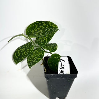 Z-4990 -  Scindapsus pictus "Green Form" (Hassk)