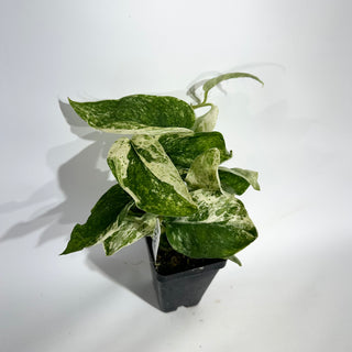 Z-5051 - Scindapsus 'Jade Satin' albo-variegata