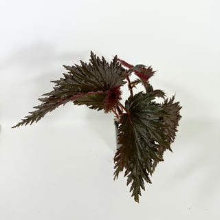 Begonia serratipetala 'Miri' [#2101]